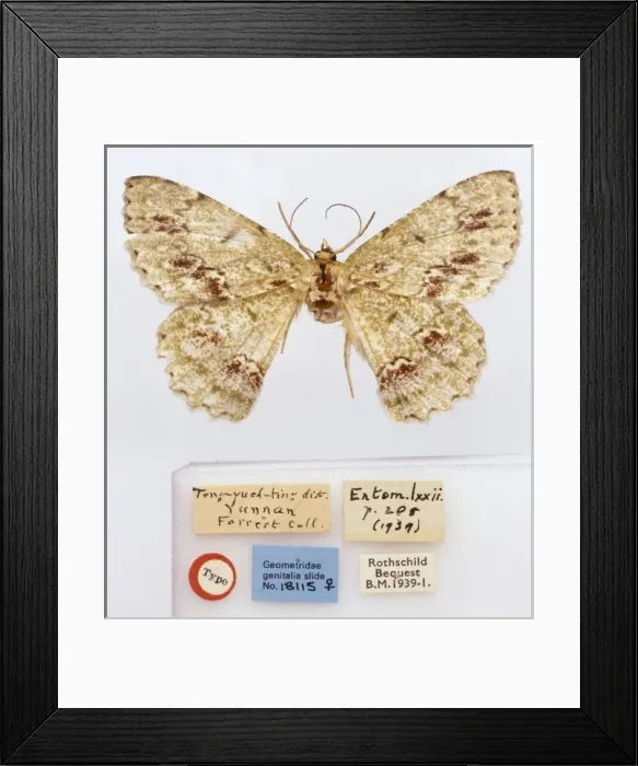 Framed Print : Herochroma mansfieldi, moth Framed Print : Herochroma mansfieldi, moth