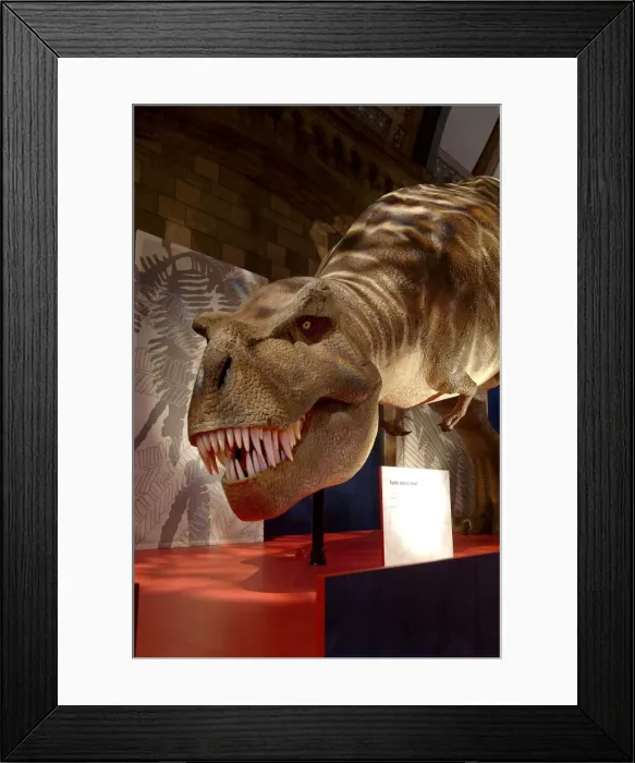Framed Print : Tyrannosaurus rex Framed Print : Tyrannosaurus rex