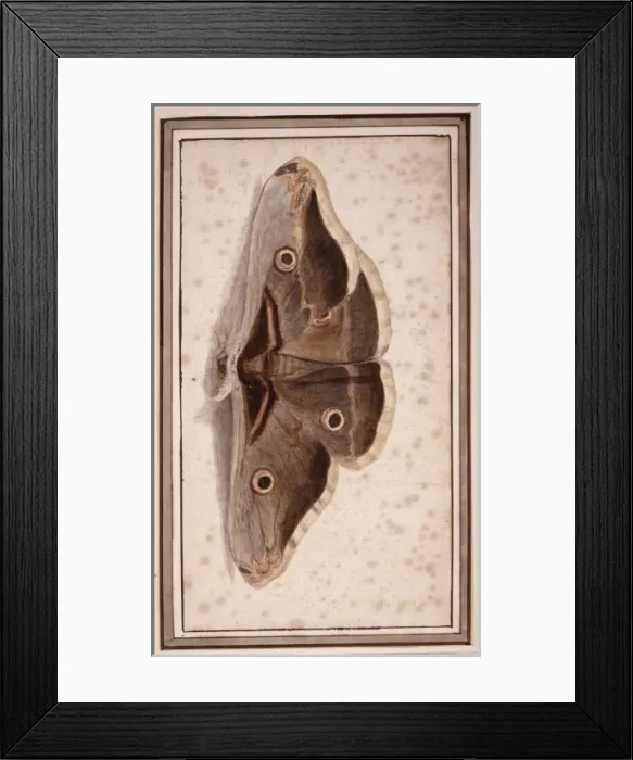 Framed Print : Saturnia pyripavonia, emperor moth Framed Print : Saturnia pyripavonia, emperor moth