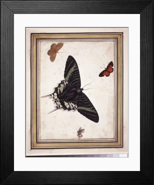 Framed Print : Butterflies Framed Print : Butterflies