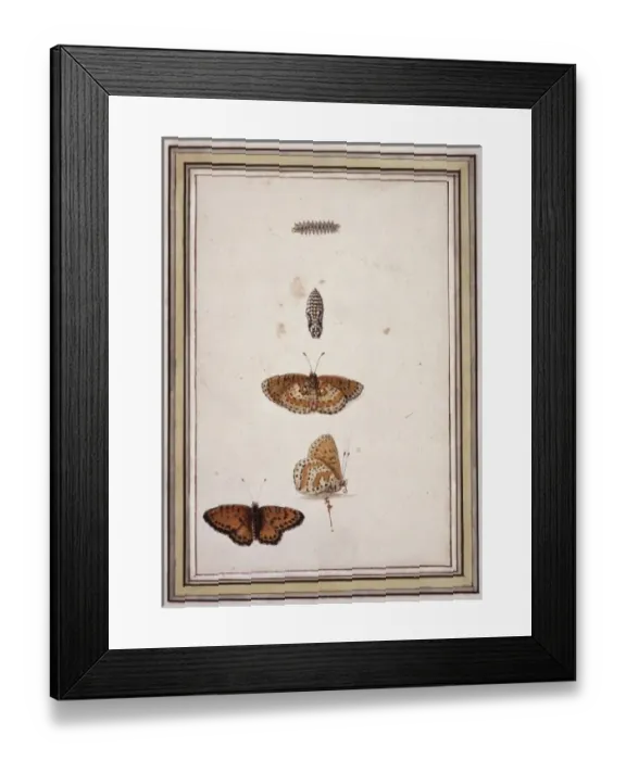 Framed Print : Butterfly lifecycle Framed Print : Butterfly lifecycle
