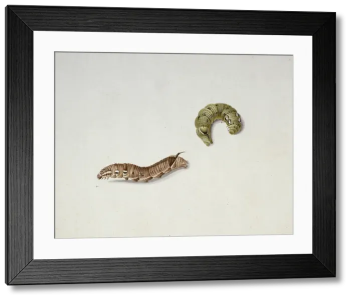 Framed Print : Deilephila elpenor, elephant hawk moth caterpillars Framed Print : Deilephila elpenor, elephant hawk moth caterpillars