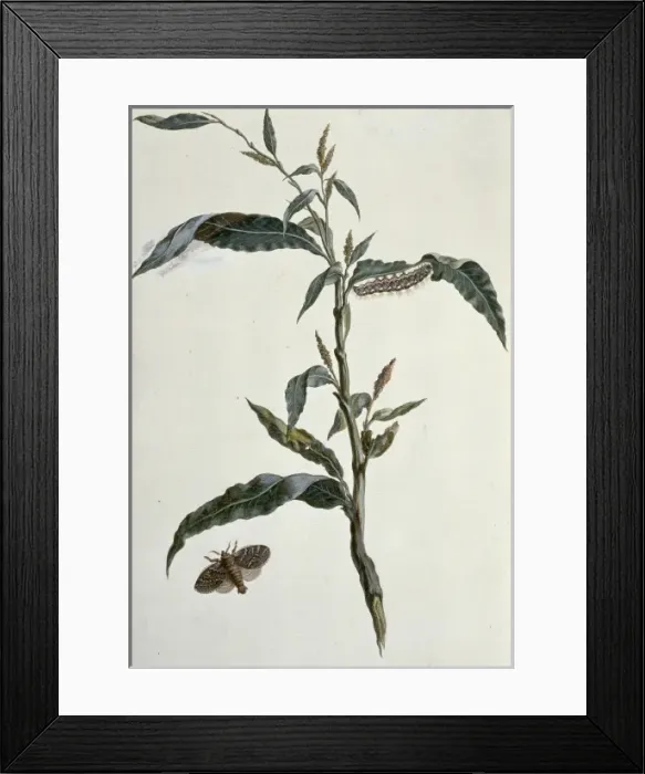 Framed Print : Acronicta rumicis, knot grass moth Framed Print : Acronicta rumicis, knot grass moth
