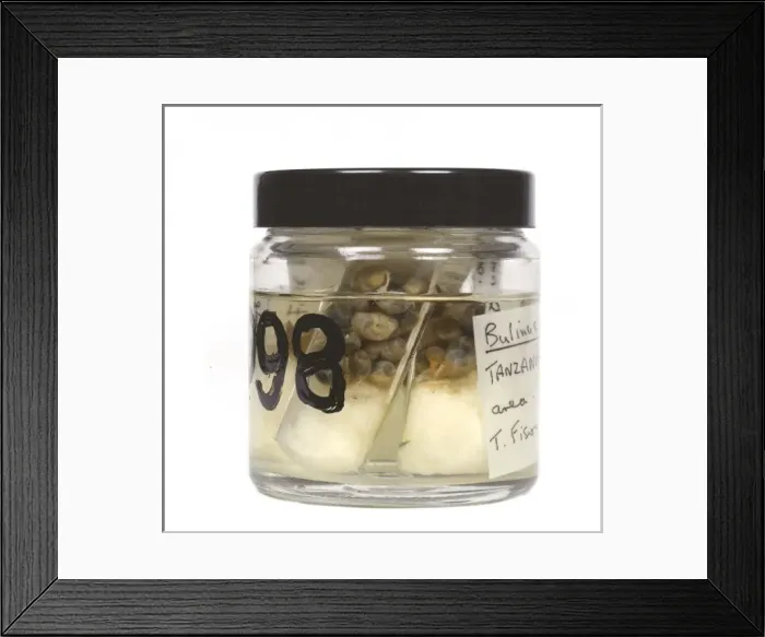 Framed Print : Bulinus sp. snails Framed Print : Bulinus sp. snails