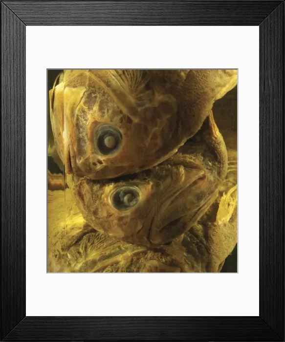 Framed Print : Hoplostethus atlanticus, orange roughy Framed Print : Hoplostethus atlanticus, orange roughy