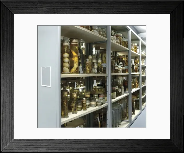 Framed Print : Zoological specimens in the Darwin Centre Framed Print : Zoological specimens in the Darwin Centre