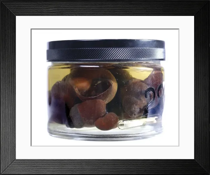 Framed Print : Freshwater snails Framed Print : Freshwater snails