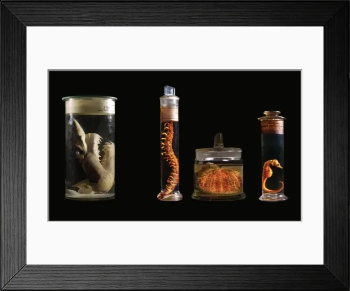 Framed Print : Various specimens Framed Print : Various specimens