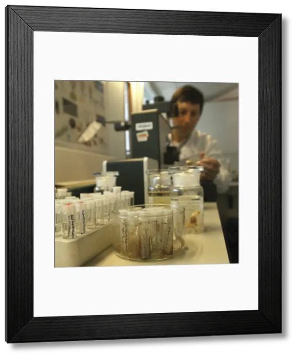 Framed Print : Scientist at work at The Natural History Museum, London Framed Print : Scientist at work at The Natural History Museum, London