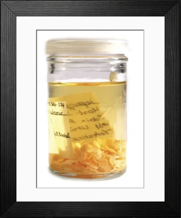 Framed Print : Copepod parasite Framed Print : Copepod parasite