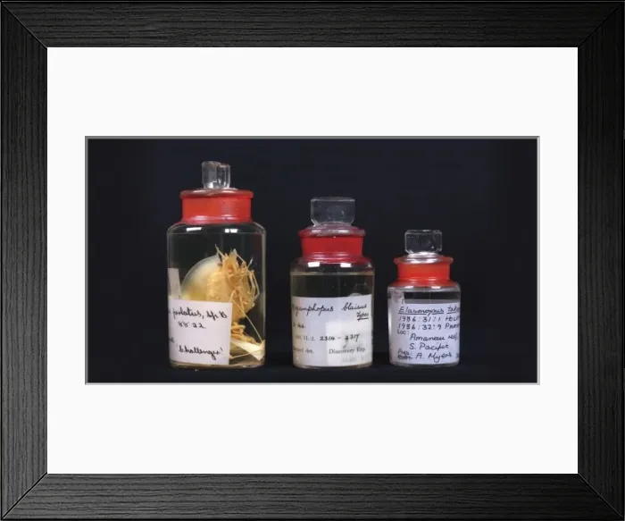 Framed Print : Notostomus perlatus, caridean shrimp Framed Print : Notostomus perlatus, caridean shrimp