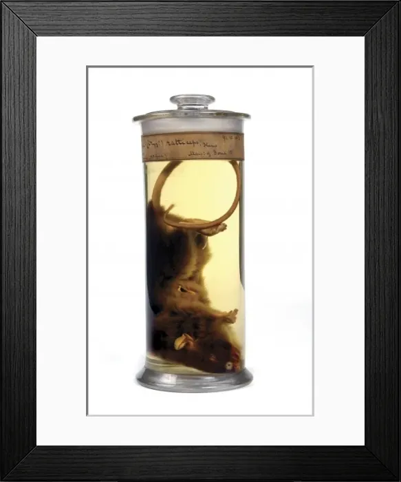 Framed Print : Oryzomys ratticeps, rice rat Framed Print : Oryzomys ratticeps, rice rat