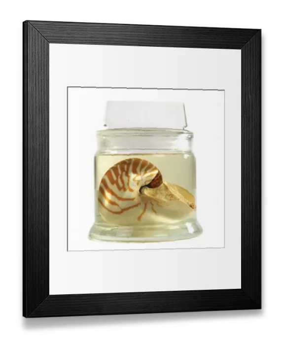 Framed Print : Nautilus pompilius, common nautilus Framed Print : Nautilus pompilius, common nautilus