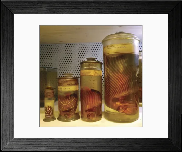 Framed Print : Pomacanthus imperator, emperor angel fish Framed Print : Pomacanthus imperator, emperor angel fish