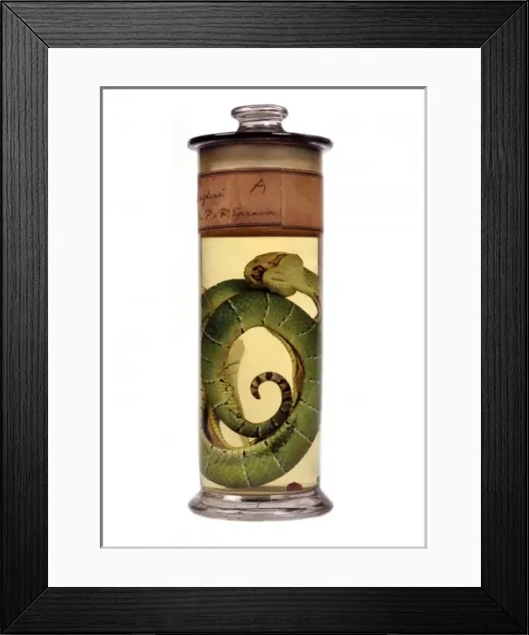 Framed Print : Tropidolaemus wagleri, green pit viper Framed Print : Tropidolaemus wagleri, green pit viper
