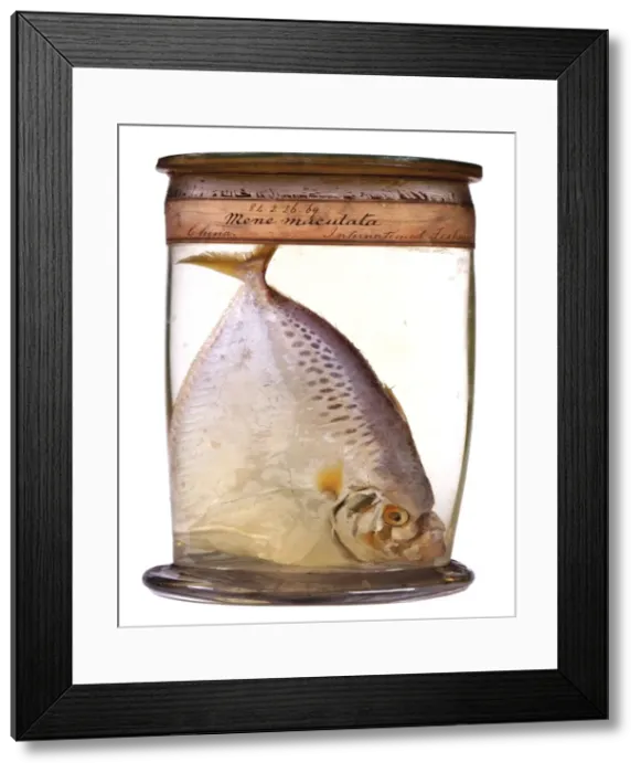 Framed Print : Mene maculata, moonfish Framed Print : Mene maculata, moonfish