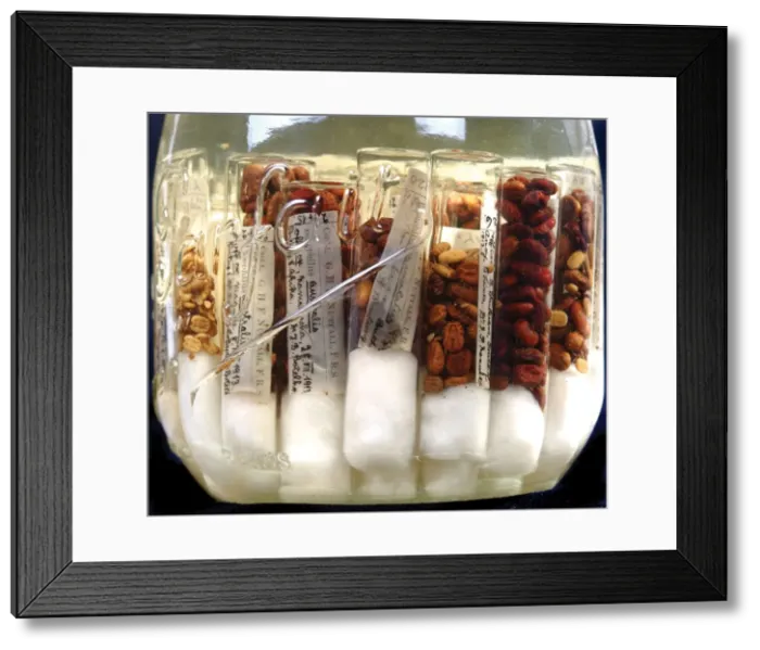 Framed Print : Adult ticks from domestic cattle in East Africa Framed Print : Adult ticks from domestic cattle in East Africa