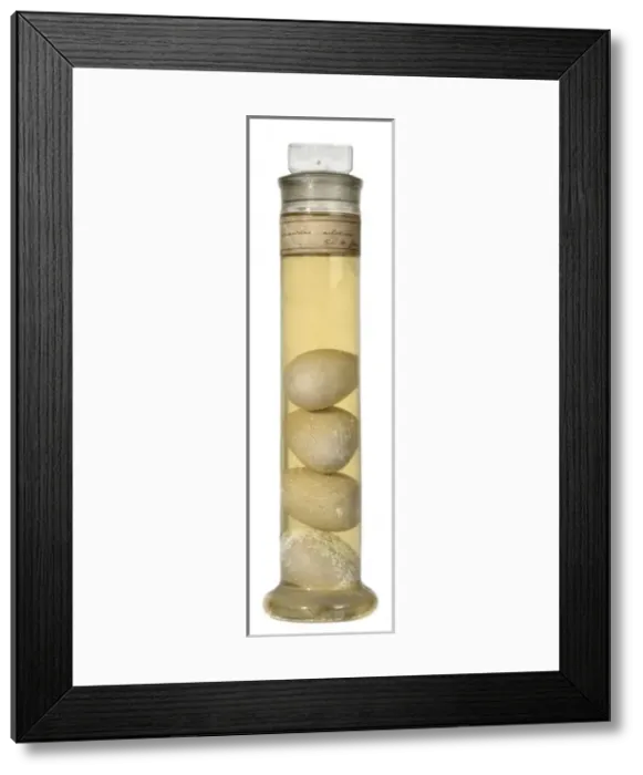 Framed Print : Crocodilus niloticus, Nile crocodile eggs Framed Print : Crocodilus niloticus, Nile crocodile eggs