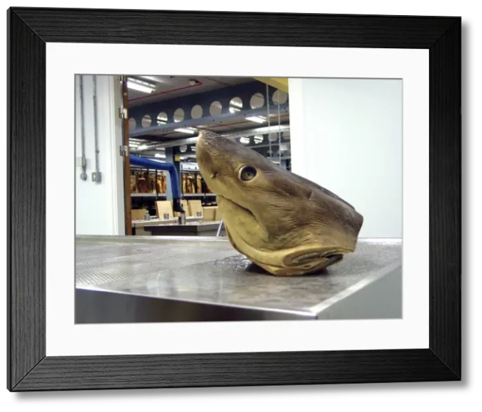 Framed Print : Lamna nasus, porbeagle shark Framed Print : Lamna nasus, porbeagle shark