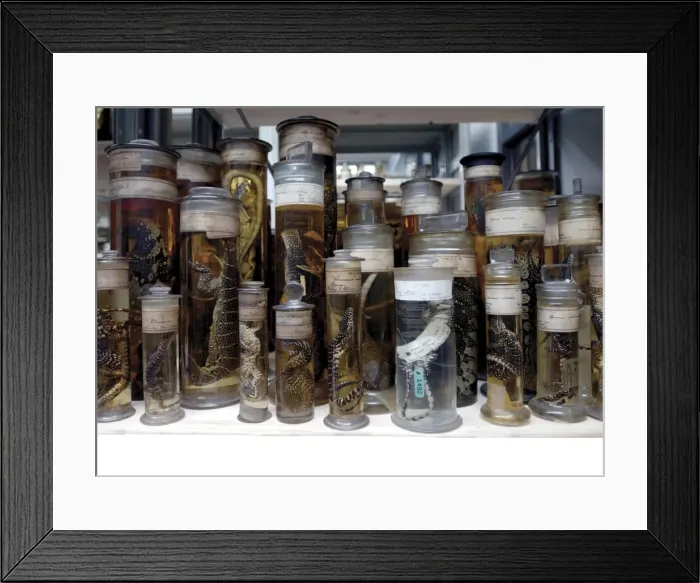 Framed Print : Reptile specimens in the Darwin Centre Framed Print : Reptile specimens in the Darwin Centre