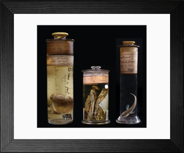 Framed Print : Historical specimens from left to right Framed Print : Historical specimens from left to right