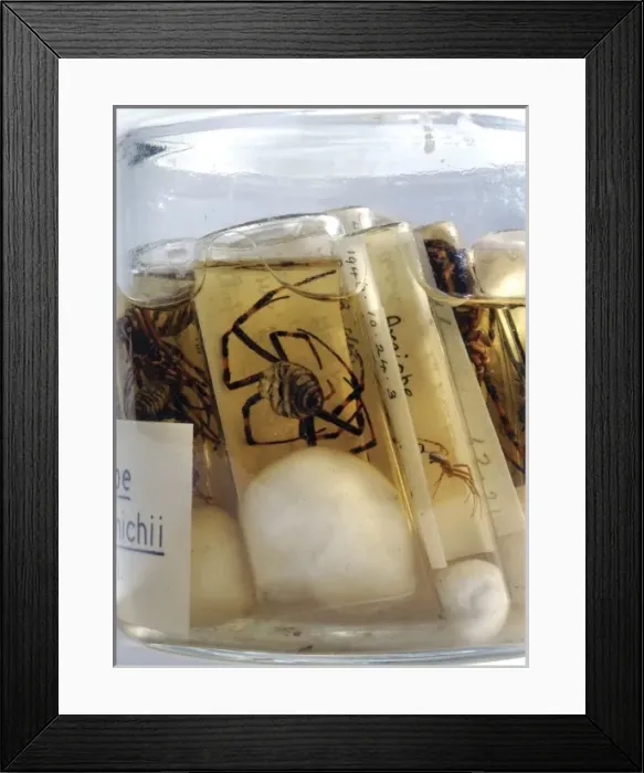 Framed Print : Argiope bruennichi, wasp spider Framed Print : Argiope bruennichi, wasp spider