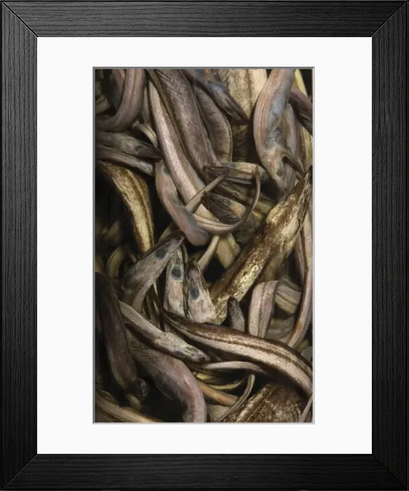 Framed Print : Synaphobranchus kaupi, arrowtooth eel Framed Print : Synaphobranchus kaupi, arrowtooth eel