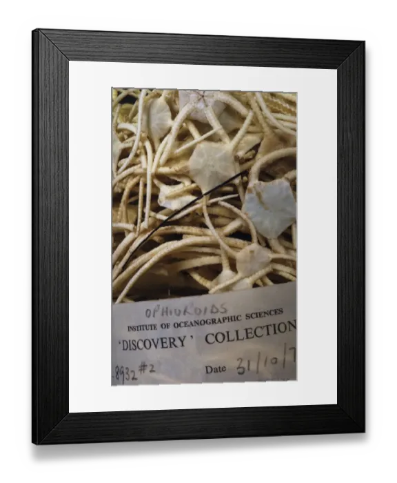 Framed Print : Ophiroid brittle stars Framed Print : Ophiroid brittle stars