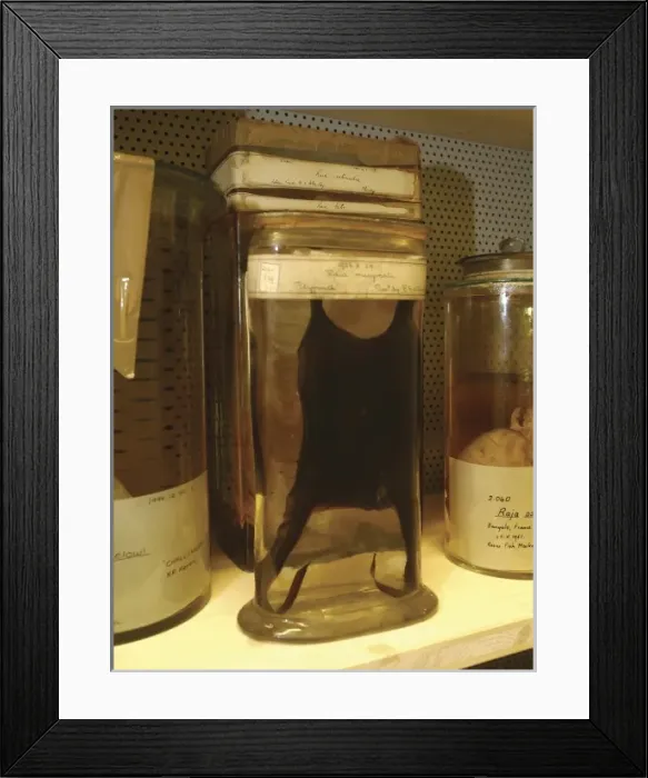 Framed Print : Raja marginata, skate egg case Framed Print : Raja marginata, skate egg case