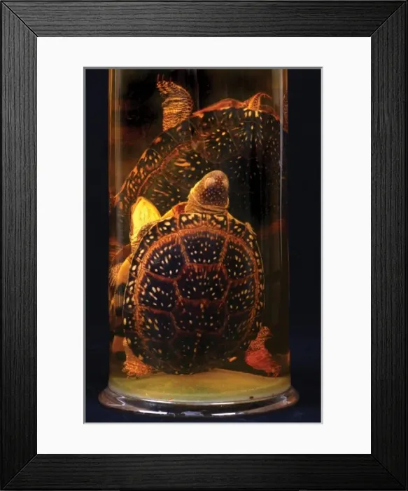 Framed Print : Emydoidea blandingi, Blandings terrapin Framed Print : Emydoidea blandingi, Blandings terrapin