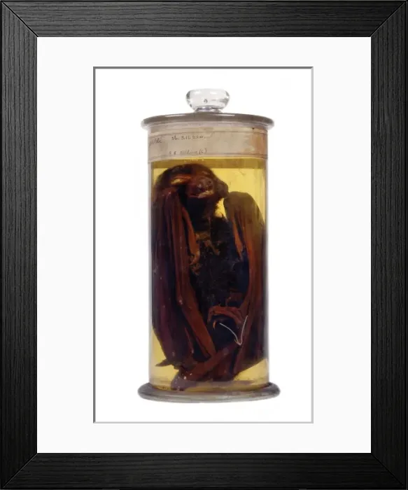 Framed Print : Pteropus alecto gouldi, black flying fox Framed Print : Pteropus alecto gouldi, black flying fox