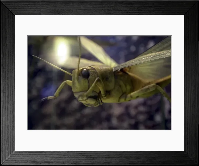 Framed Print : Locust model Framed Print : Locust model
