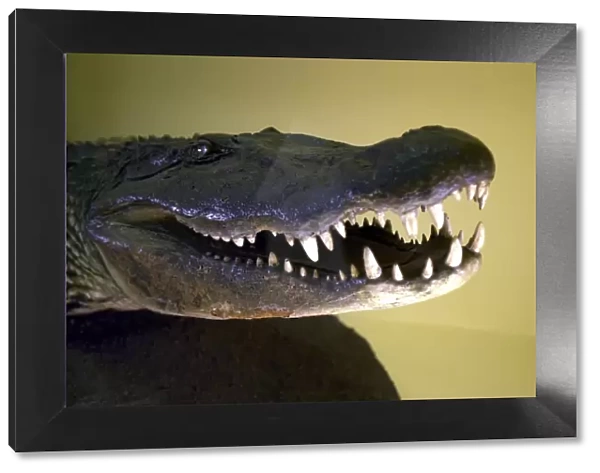 Melanosuchus niger, black caiman crocodile