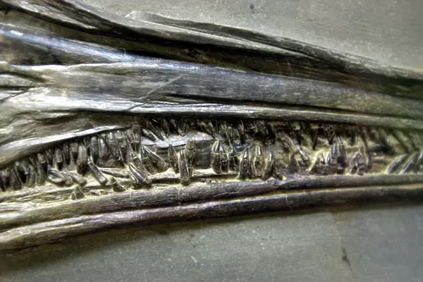 Stenopterygius quadriscissus, ichthyosaur