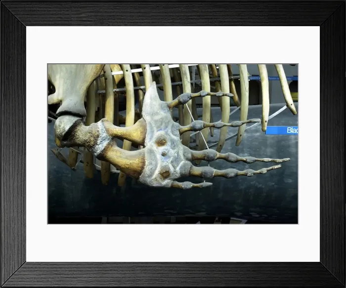 Framed Print : Eubalaena glacialis, northern right whale Framed Print : Eubalaena glacialis, northern right whale