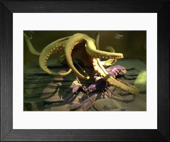 Framed Print : Octopus vulgaris, common octopus Framed Print : Octopus vulgaris, common octopus