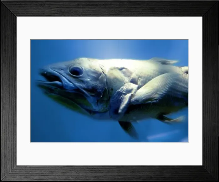 Framed Print : Latimeria chalumnae, coelacanth Framed Print : Latimeria chalumnae, coelacanth