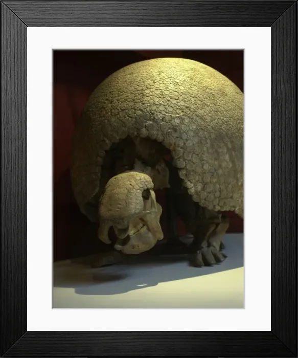 Framed Print : Glyptodon clavipes, giant armadillo