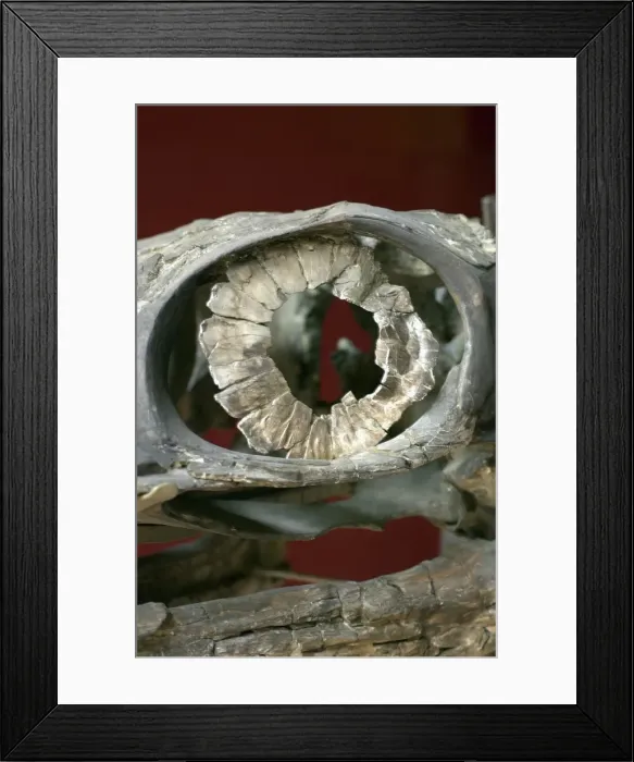 Framed Print : Ophthalmosaurus icenius, ichthyosaur Framed Print : Ophthalmosaurus icenius, ichthyosaur