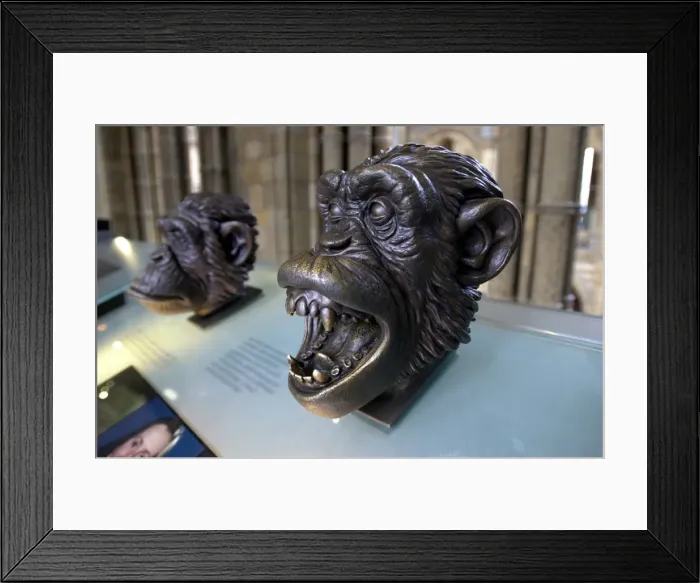 Framed Print : Bronze bust of a chimpanzee Framed Print : Bronze bust of a chimpanzee