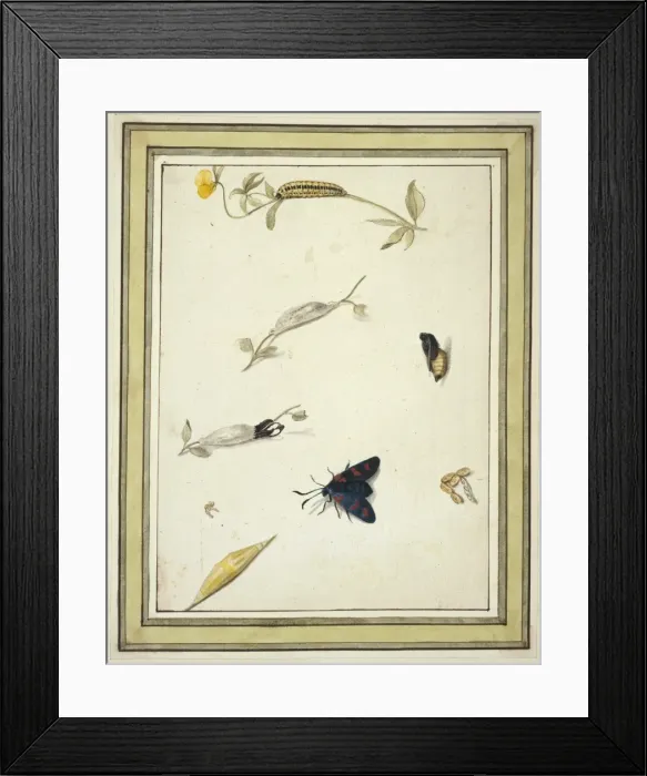 Framed Print : Burnet moth Framed Print : Burnet moth