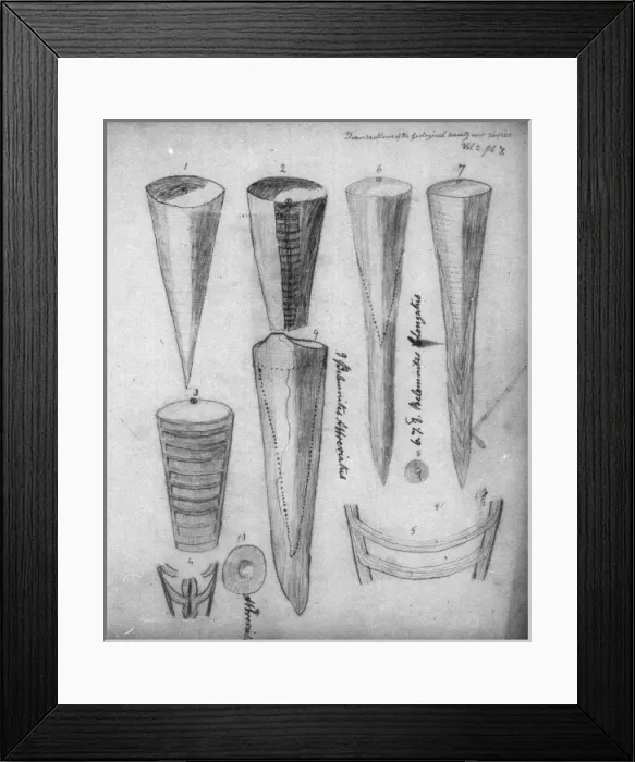 Framed Print : Belemnites Framed Print : Belemnites