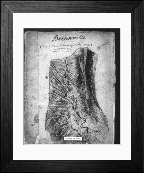 Framed Print : Belemnites Framed Print : Belemnites