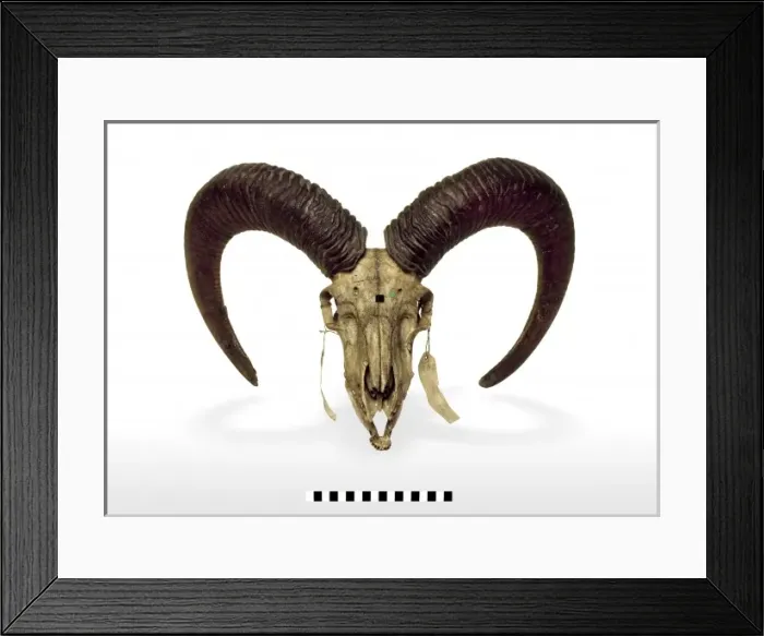 Framed Print : Ovis vignei vignei, Ladakh urial Framed Print : Ovis vignei vignei, Ladakh urial