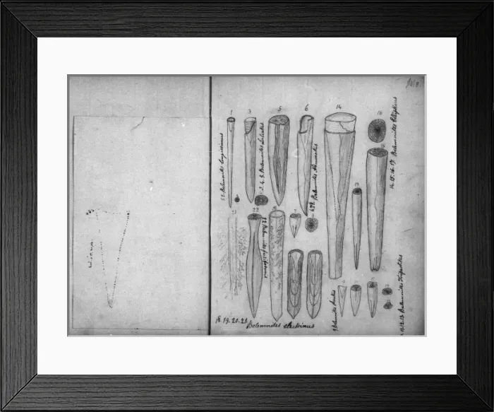 Framed Print : Belemnites Framed Print : Belemnites