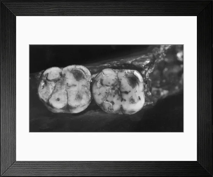 Framed Print : Homo sapiens molars (Piltdown 1) Framed Print : Homo sapiens molars (Piltdown 1)