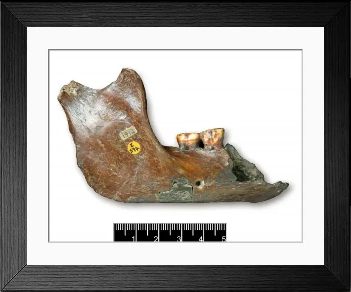 Framed Print : Piltdown 1 jaw Framed Print : Piltdown 1 jaw