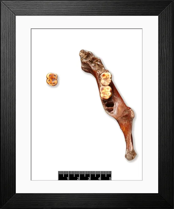 Framed Print : Piltdown 1 jaw and Piltdown 2 left molar Framed Print : Piltdown 1 jaw and Piltdown 2 left molar
