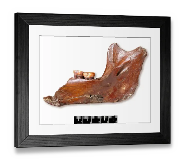 Framed Print : Piltdown 1 jaw Framed Print : Piltdown 1 jaw