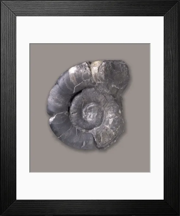 Framed Print : Trocholites sp Framed Print : Trocholites sp